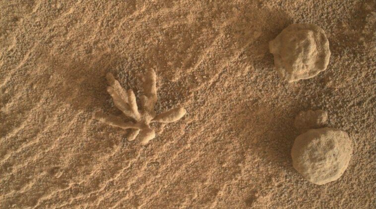 NASA’s Curiosity Rover has snapped a picture of a mineral formation that is shaped like a flower. The formation resembles a coral or sea anemone in the picture, but it is just a lifeless structure.
