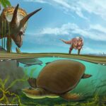 Nueva especie: se ha identificado una tortuga de caparazón blando que vagó por América del Norte junto con T.Rex y Triceratops hace 66,5 millones de años.  Hutchemys walkerorum se representa arriba