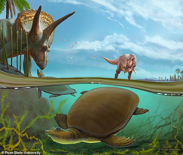 Nueva especie: se ha identificado una tortuga de caparazón blando que vagó por América del Norte junto con T.Rex y Triceratops hace 66,5 millones de años.  Hutchemys walkerorum se representa arriba