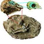 Esqueleto fósil del búho activo durante el día Miosurnia diurna de China (abajo) con una vista ampliada del cráneo (arriba a la izquierda)