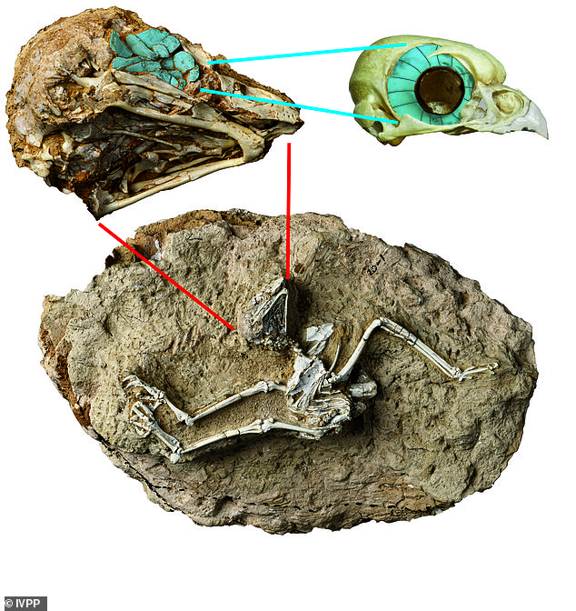 Esqueleto fósil del búho activo durante el día Miosurnia diurna de China (abajo) con una vista ampliada del cráneo (arriba a la izquierda)