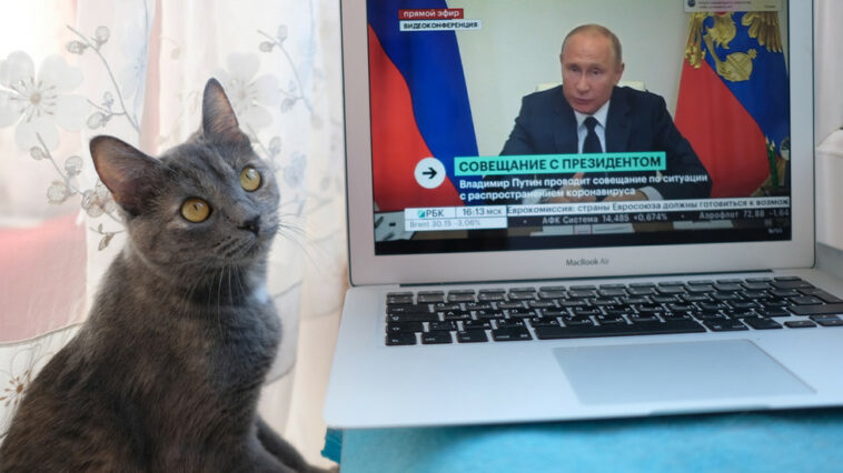 Gatos rusos abofeteados con sanciones