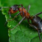 Research shows ants can be trained to detect cancer as accurately and faster than dogs