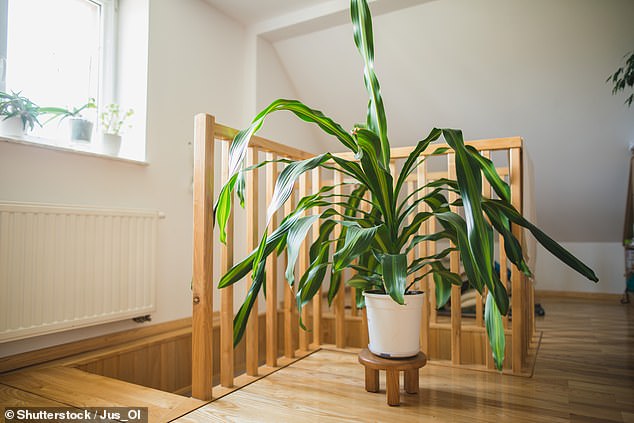 Las plantas de interior a menudo se ven como elementos decorativos, pero si su casa está llena de plantas en macetas, también puede reducir la contaminación del aire.  En la imagen: una planta de maíz (Dracaena fragrans)