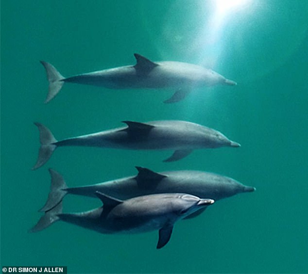 Los delfines se silban entre sí como parte de un ritual de vinculación masculina y confían en los 'hombres de ala' para competir por el afecto de sus parejas potenciales, según ha descubierto una nueva investigación.