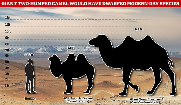 Con una altura de casi 10 pies y un peso de más de una tonelada métrica (2,200 libras), Camelus Knolochi habría empequeñecido a Camelus ferus, una especie de camello de hoy en día.