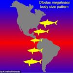 Dibujo esquemático que muestra el patrón general del tamaño del cuerpo del icónico tiburón megadentado extinto, Otodus megalodon, utilizando siluetas hipotéticas.  Tenga en cuenta el aumento en el tamaño del cuerpo hacia aguas más frías en latitudes más altas