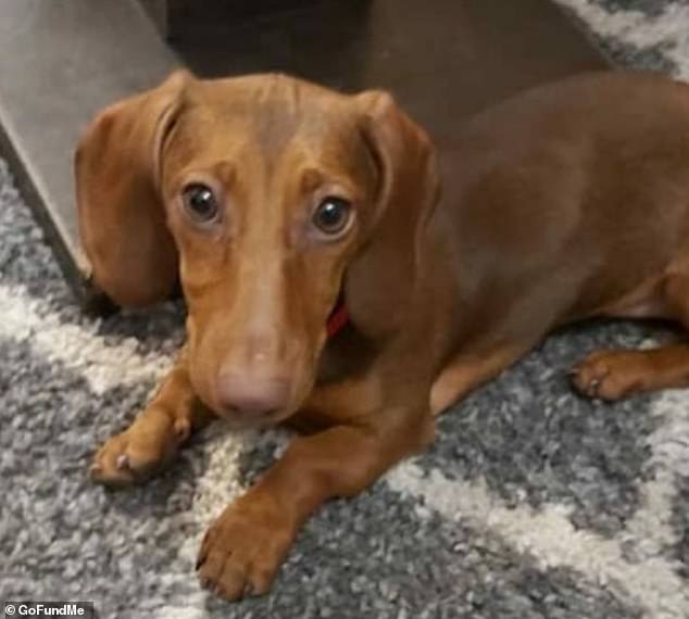 Brandy (en la foto), un perro salchicha de ocho meses, fue rescatado de Lviv en Ucrania solo para ser robado y herido en Essex.