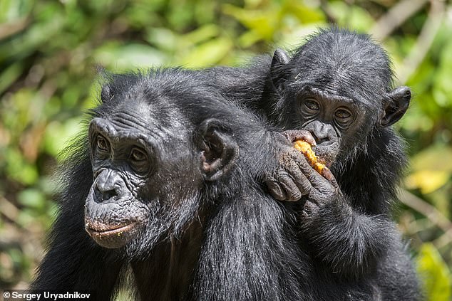 Los investigadores estudiaron al bonobo (Pan paniscus, en la foto) en estado salvaje en el Parque Nacional Salonga del Congo.