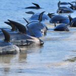 Mueren decenas de ballenas encalladas en Nueva Zelanda
