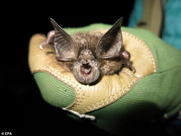 Foto de Bat Conservation International que muestra un murciélago de la especie Rhinolophus hilli (murciélago de herradura de Hill) que se encuentra en el Parque Nacional de Nyungwe, en Nyungwe, Ruanda.