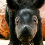 Raro nacimiento de rinoceronte de Sumatra trae esperanza para especies en peligro de extinción