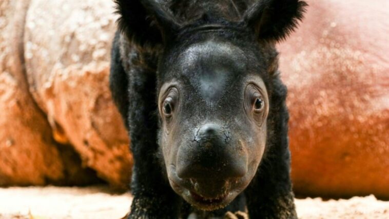 Raro nacimiento de rinoceronte de Sumatra trae esperanza para especies en peligro de extinción
