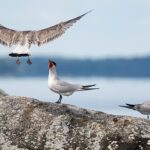 Investigadores de la Universidad de Helsinki rastrearon familias enteras de aves con dispositivos GPS para comprender cómo los animales aprenden a encontrar el camino desde el Mar Báltico hasta África.
