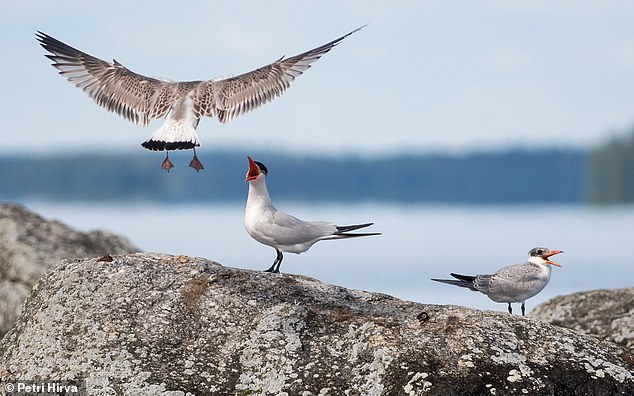 Investigadores de la Universidad de Helsinki rastrearon familias enteras de aves con dispositivos GPS para comprender cómo los animales aprenden a encontrar el camino desde el Mar Báltico hasta África.