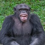 Los humanos y los chimpancés (en la foto) son grandes simios (Hominidae).  El género Pan consta de dos especies existentes: el chimpancé y el bonobo.