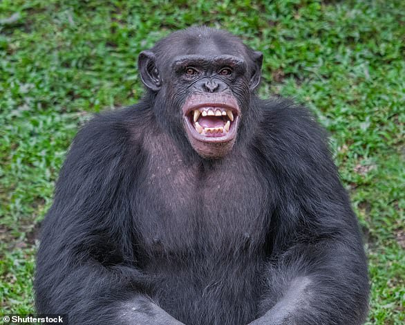 Los humanos y los chimpancés (en la foto) son grandes simios (Hominidae).  El género Pan consta de dos especies existentes: el chimpancé y el bonobo.