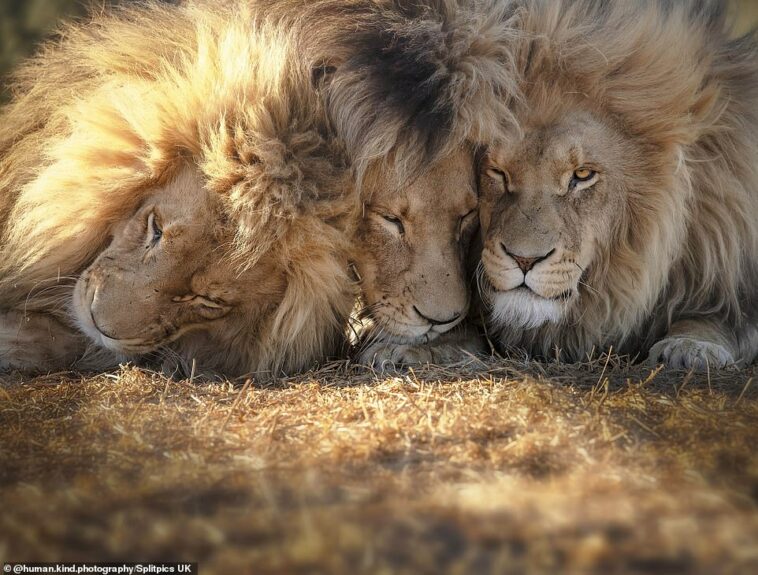 Somos Los Tres Reyes De ROAR-ient! Trío Inseparable De Hermanos Leones  Comparte Vínculo Inquebrantable