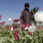 Los talibanes prohíben el cultivo de drogas, incluido el lucrativo opio