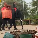 Chan Chao se estaba preparando para ofrecer paseos en elefante a los turistas cuando Peerapat comenzó a apuñalarlo (en la foto)