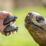 Dos adorables tortugas gigantes de Galápagos nacieron en un zoológico británico por primera vez, marcando un hito importante para la reproducción de las especies en peligro de extinción.