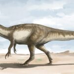 Científicos han descubierto los restos de una nueva especie de megaraptor que medía 10 metros de largo y pesaba cinco toneladas cuando acechaba en los bosques de Argentina hace 70 millones de años