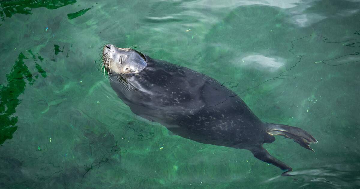 Explore el Mar del Norte de Alemania desde todos los ángulos con una nueva experiencia virtual
