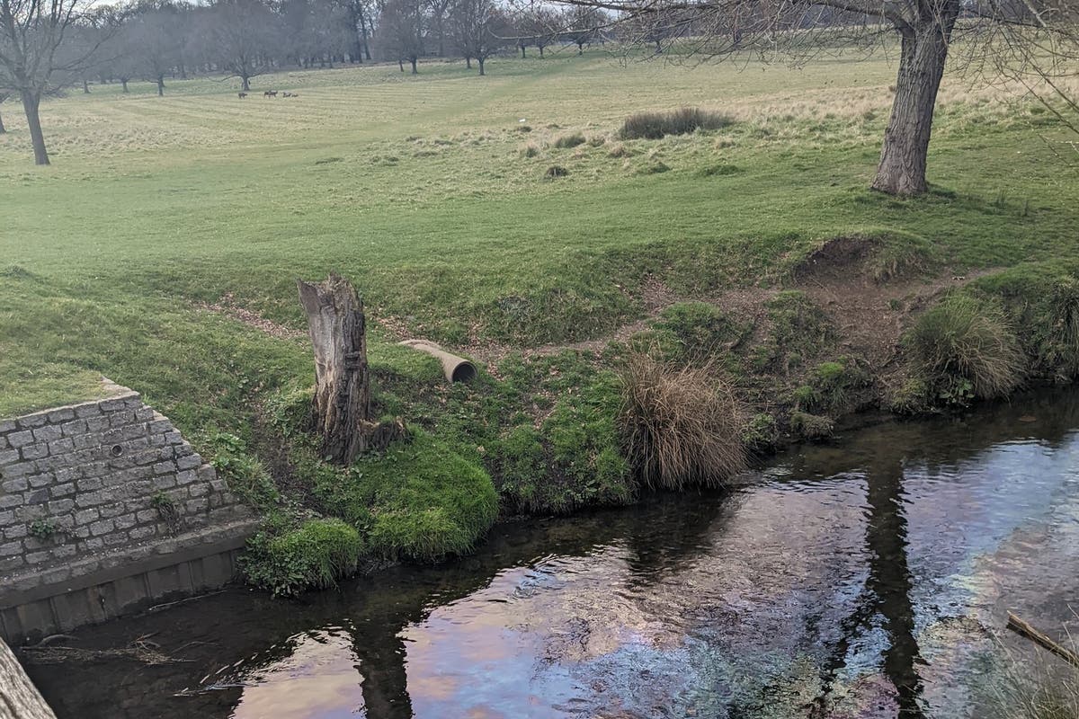 Garza empapada en petróleo muere después de pescar en un río contaminado del sur de Londres
