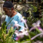 Guardián de las orquídeas: agricultor dedicado a preservar la biodiversidad en el monte Merapi de Indonesia