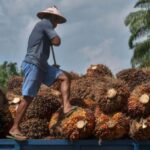 Indonesia impondrá 'sanciones estrictas' a quienes violen la prohibición de exportación de aceite de palma, dice el ministro de Comercio
