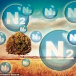 El nitrógeno constituye el 79 por ciento de la atmósfera terrestre y es un elemento esencial en las proteínas.  Como tal, su disponibilidad es fundamental para el crecimiento de las plantas y los animales que las comen.