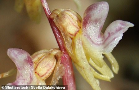 La Flor Silvestre Sudamericana Perdida Se Redescubre En Las Estribaciones  De Las Montañas De Los Andes