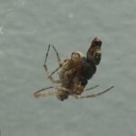 Después de que los machos de la araña tejedora de orbes Philoponella prominens se aparean con una hembra, se lanzan en una acción de catapulta en una fracción de segundo.  Esta fotografía muestra el apareamiento de dos arañas Philoponella prominens.