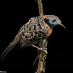 Durante un estudio de 44 años, investigadores de la Universidad de Illinois observaron disminuciones significativas en especies de aves tropicales comunes, incluido el hormiguero ocelado (Phaenostictus mcleannani, en la foto), en un área protegida en el Parque Nacional Soberanía de Panamá.