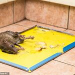Se han utilizado contra ratones y ratas desde la década de 1920, pero finalmente se prohibirán las trampas de pegamento en Inglaterra.