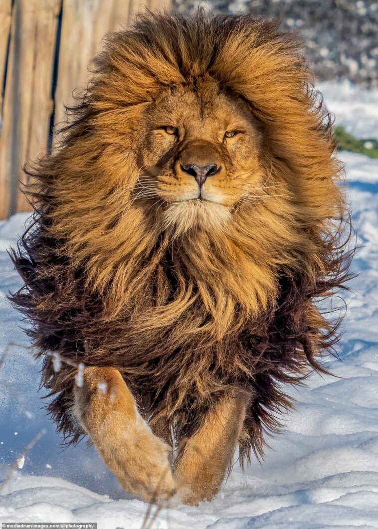 León Con Una Melena Muy Impresionante Parece Recién Salido De La Peluquería