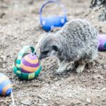 Los animales del zoológico de Londres participan en la búsqueda de huevos de Pascua