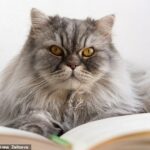 Un estudio realizado por investigadores japoneses ha sugerido que los gatos conocen los nombres de los demás y 'posiblemente' los de sus dueños (imagen de archivo)