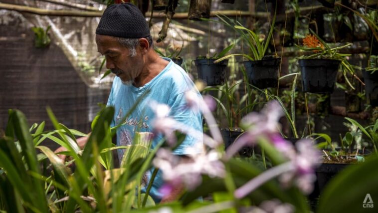 'Son como joyas': granjero dedicado a preservar orquídeas en el monte Merapi de Indonesia