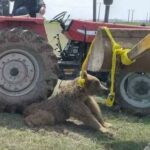 Una fotografía de la escena muestra al oso atado alrededor de su cuello a una máquina excavadora, mientras que las pesadas ruedas de un tractor agrícola parecen haber sido utilizadas para sujetar las patas traseras del animal al suelo.