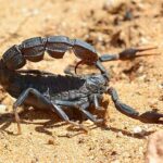 Investigadores de NUI Galway analizaron 36 especies de escorpiones y encontraron que las especies más pequeñas eran 100 veces más potentes que las más grandes.  En la imagen: un escorpión de cola gorda en Marruecos