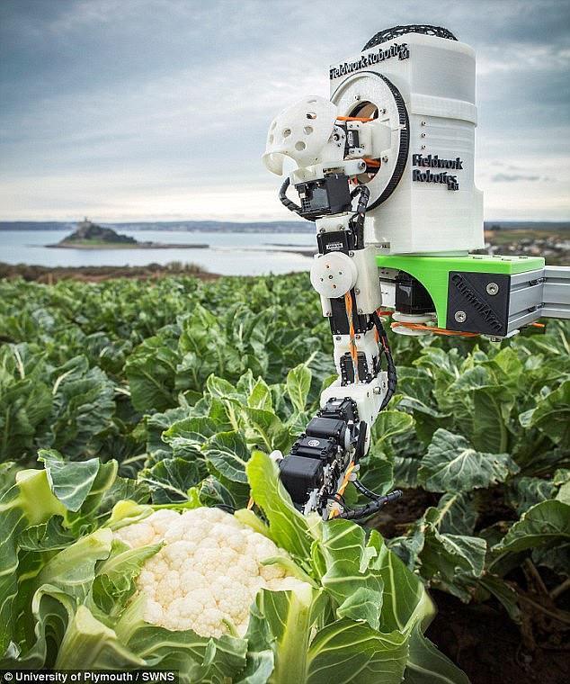 Los robots podrían usarse para recolectar fruta según los nuevos planes de la estrategia alimentaria del Reino Unido para evitar que los estantes de los supermercados se vacíen y los alimentos se pudran en los campos tras la escasez posterior al Brexit.  En la foto, un robot recolector de coliflores, por Fieldwork Robotics