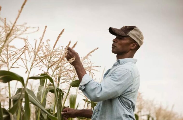 estudio muestra que agricultores negros perdieron $326 mil millones en tierras durante décadas |  La crónica de Michigan