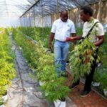 Francis Muwani and his colleague Munyaradzi Nyanungo chat inside a cannabis greenhouse in Bromley, a village in Mashonaland East province in Zimbabwe. Photo: File