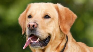 ¿El perro olfatea tan bien como la RT-PCR?  La investigación muestra que podrían ser