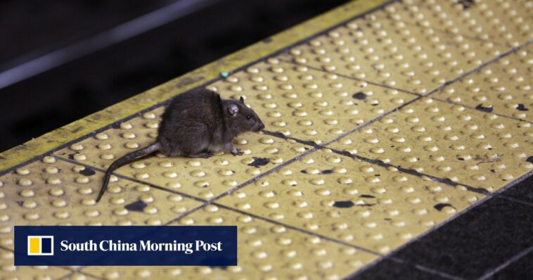 A medida que los neoyorquinos vuelven a comer al aire libre, también lo hacen las ratas