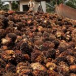 Agricultores indonesios protestan contra el aumento del costo de la prohibición de exportación de aceite de palma