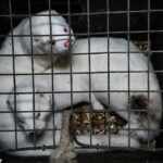 Se han publicado imágenes impactantes que muestran el interior de la última granja de pieles de visón que queda en Bulgaria, donde se matan hasta 100.000 animales cada año.