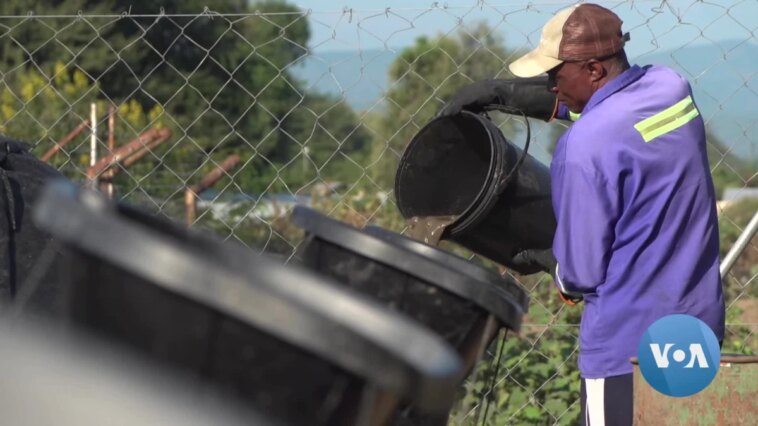 Campamento de refugiados de Zimbabue se vuelve ecológico con desechos animales