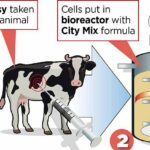 Los científicos toman células de la vaca y ponen el ADN extraído no es un líquido especial
